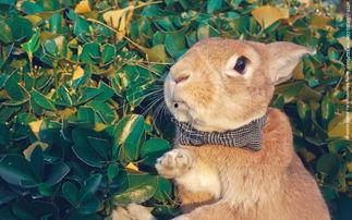 网红小兔子萌图,萌翻全网！网红小兔子萌图大赏