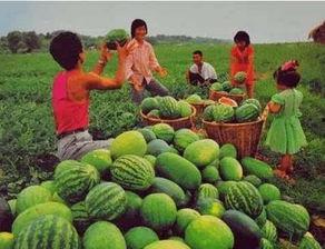 荆州区吃瓜,夏日炎炎，吃瓜群众欢乐多