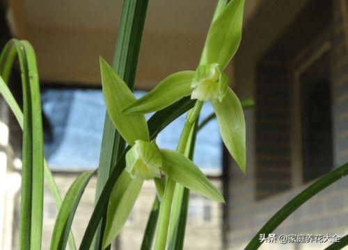 兰花如何看植料干不干了,一招掌握植料干湿